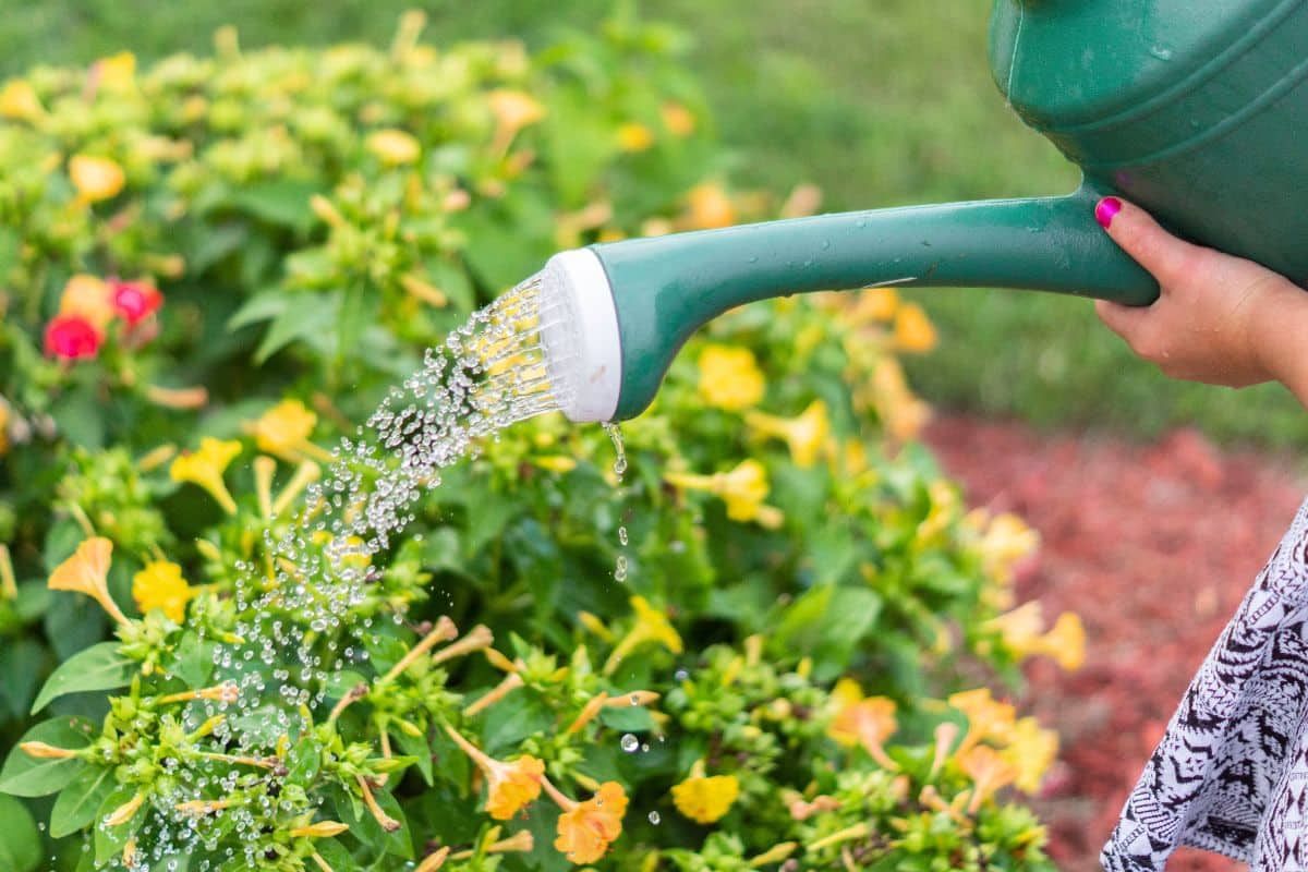 Arrosage en période de chaleur
