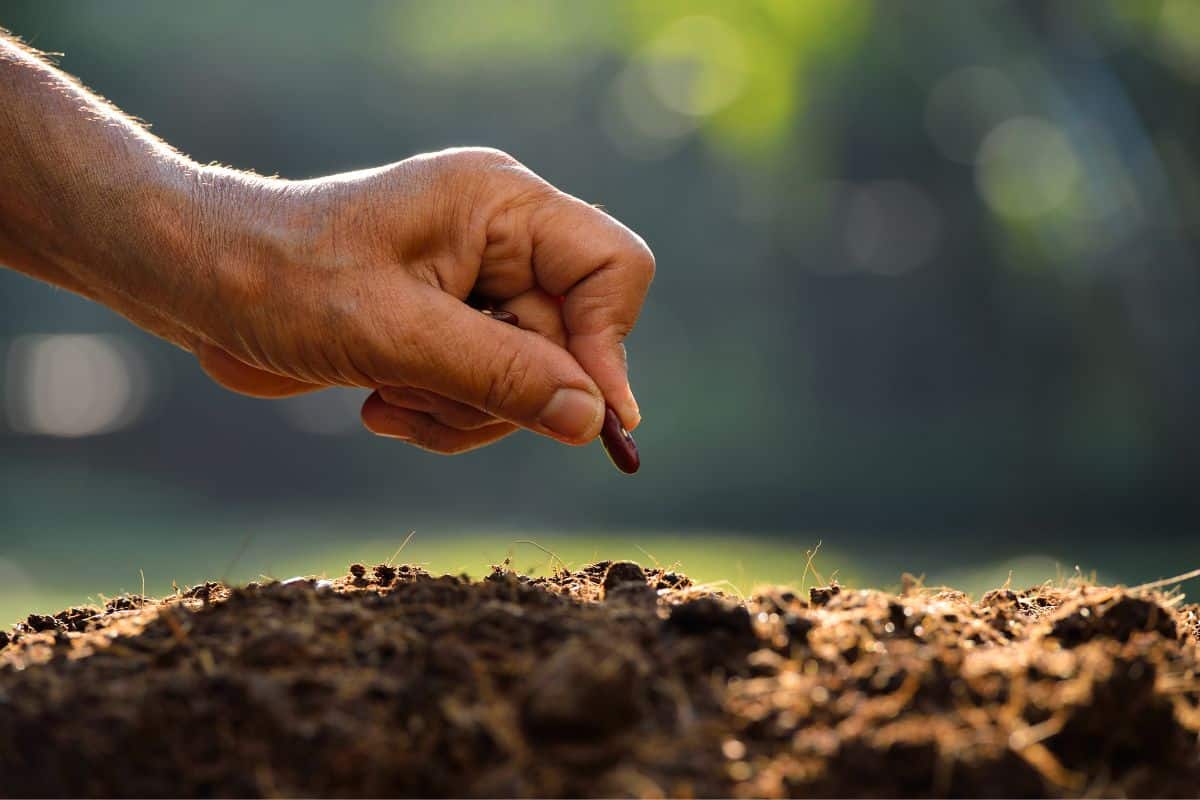 graines venues de Chine