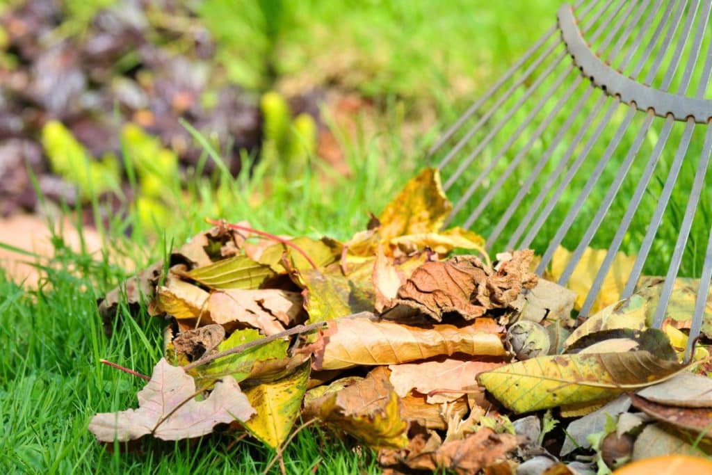 feuilles mortes