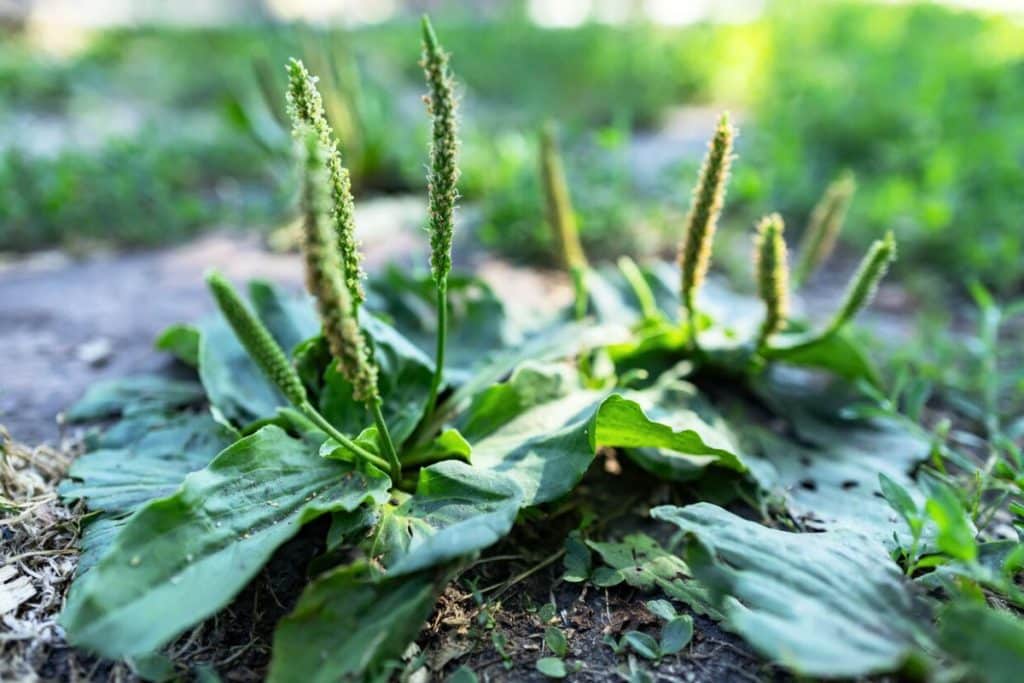 plantain