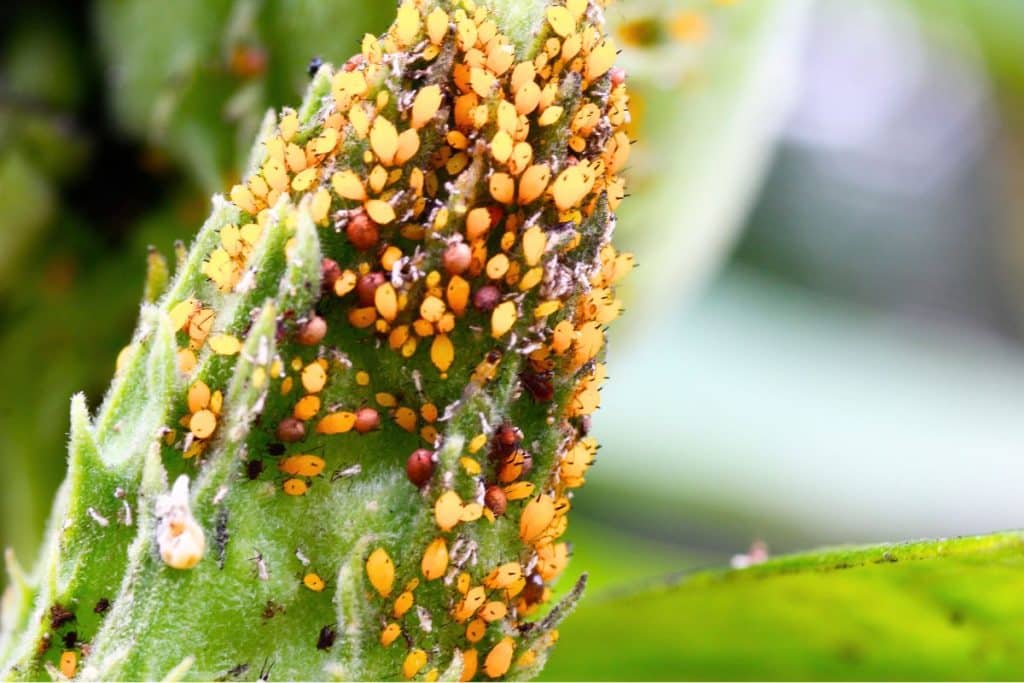insecticide redoutable